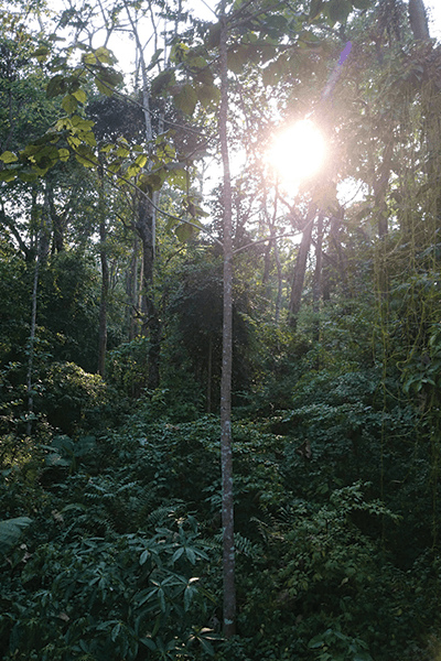 Fabulous Forests