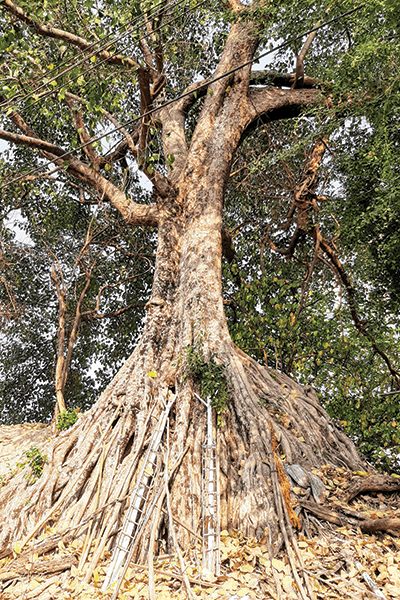 Tree