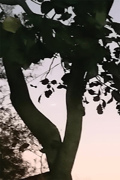 Fabulous Forests