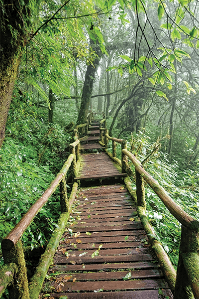 TFabulous Forests