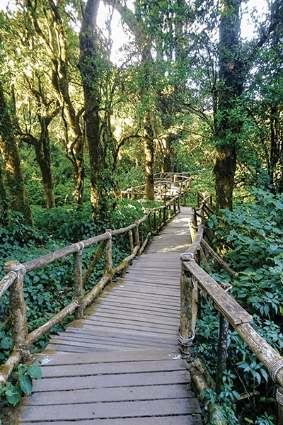 Fabulous Forests