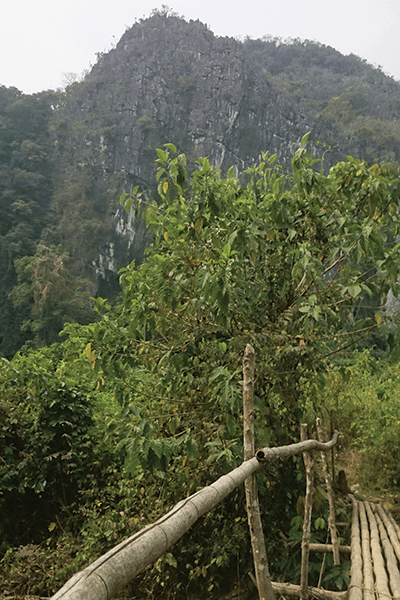 Fabulous Forests